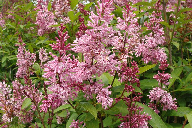 Lilas - SYRINGA prestoniae 'Mac Farlane' - Arbuste