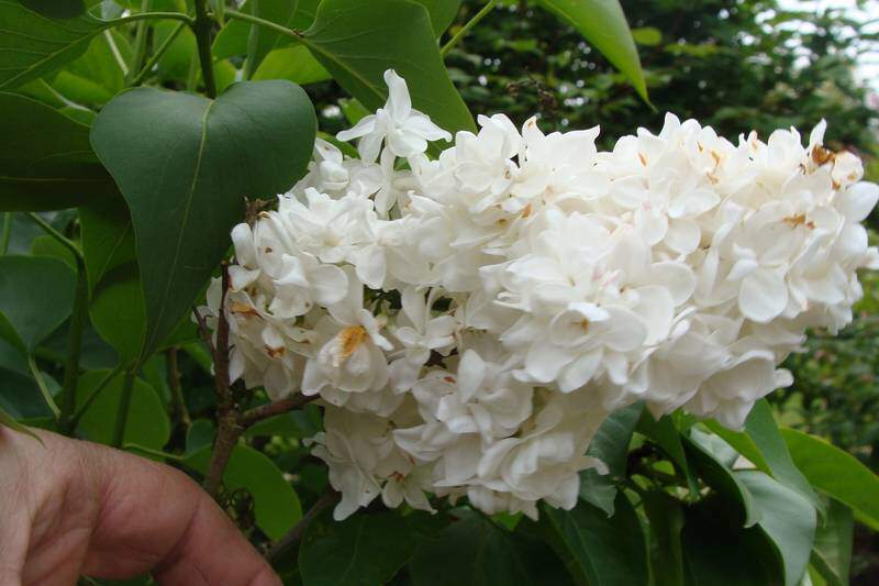 Lilas - SYRINGA vulgaris 'Mme Lemoine' - Arbuste