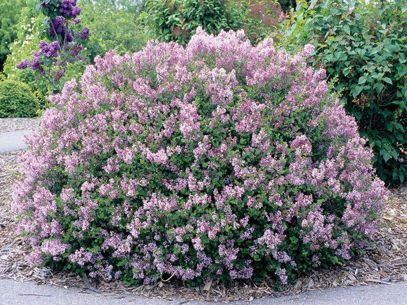 Lilas Claifornia Rose