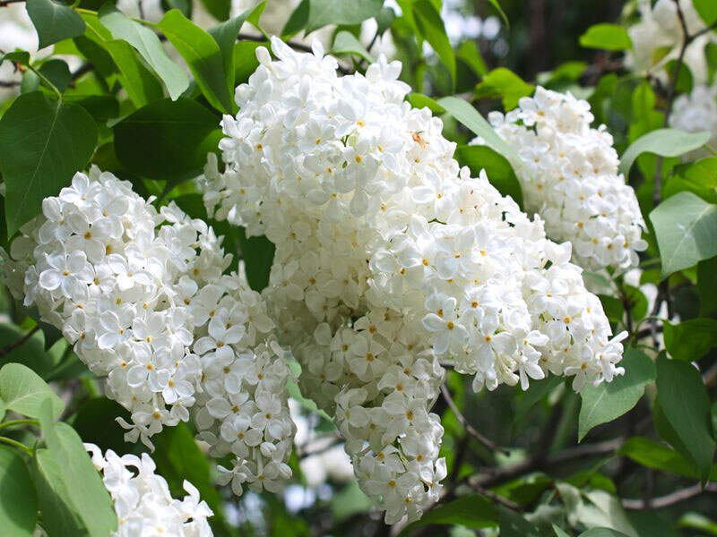 Syringa mme Lemoine