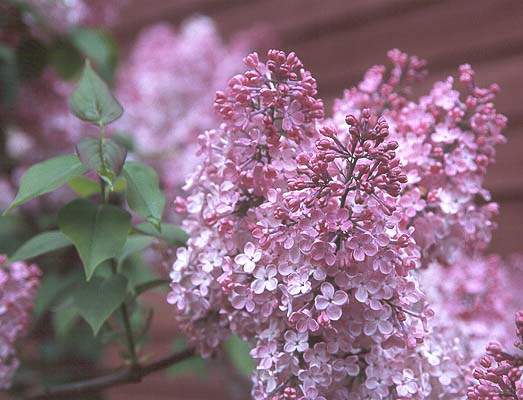 Lilas - SYRINGA hyacinthiflora 'Maiden's Blush' - Arbuste