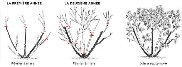 taille-rosier-remontant