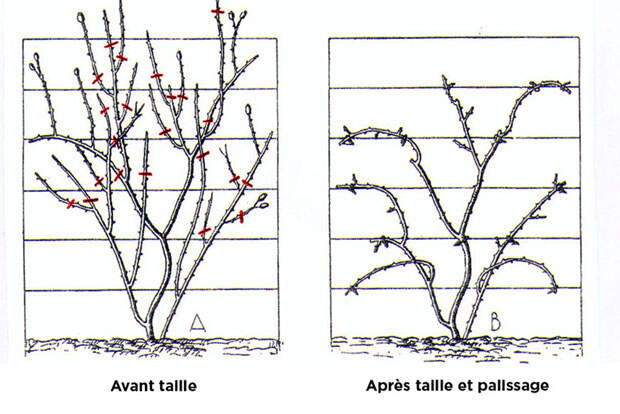 taille-rosiers-grimpants