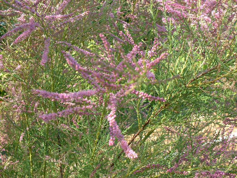 Tamaris d'été - TAMARIX 'Pink cascade' - Arbuste