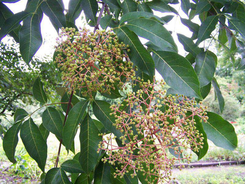 Arbre à miel - TETRADIUM daniellii - Arbre