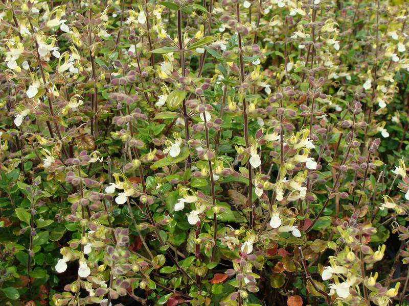 Germandrée à fleur blanche - TEUCRIUM chamaedrys 'Alba' - Arbuste