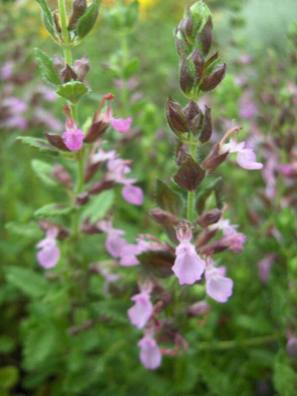 Germandrée - TEUCRIUM  trizeus - Arbuste