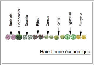  - Kit de haie : Haie économique - 15 plants - Kit haie