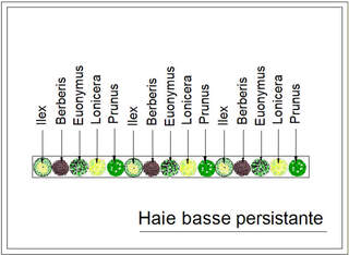  - Kit de haie : Haie basse persistante - 15 plants - Kit haie basse