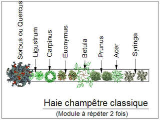  - Kit de haie : Haie champêtre classique - 24 plants - Kit haie bocagère
