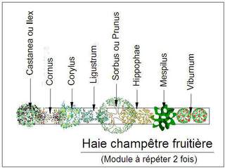  - Kit de haie : Haie champêtre fruitière - 24 plants - Kit haie bocagère