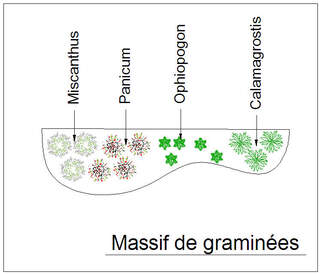  - Kit de massif : Massif de graminées - 15 plants - Massifs