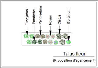  - Kit de talus : Talus fleuri - 15 plants - Plante de talus
