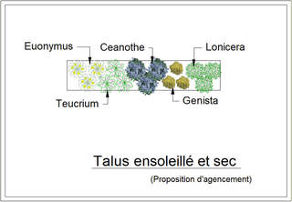  - Kit de talus : Talus ensoleillé et sec - 15 plants - Plante de talus