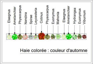  - Kit de haie : Haie couleurs d'automne - 15 plants - Kit haie