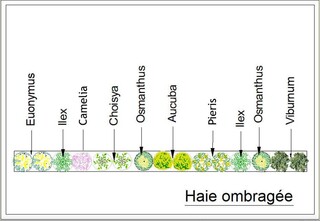  - Kit de haie : Haie ombragée persistante - 15 plants - Kit haie