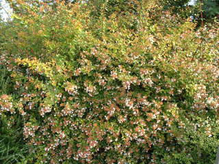 Abélia Francis Masson - ABELIA grandiflora 'Francis Masson' - Arbuste