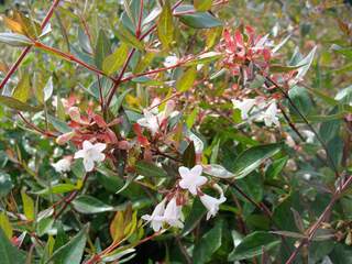 Abélia à grandes fleurs - ABELIA grandiflora - Arbuste