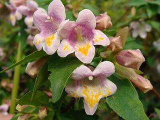 ABELIA grandiflora Engleriana