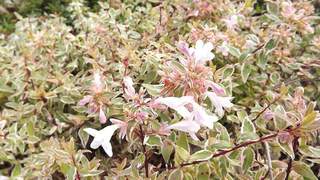 Abélia nain  - ABELIA grandiflora Radiance - Arbuste