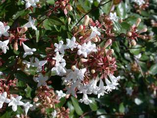 Abélia à grandes fleurs de Sherwood - ABELIA grandiflora 'Sherwood' - Arbuste