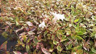 Abélia  - ABELIA grandiflora 'Sunshine Daydream' - Arbuste