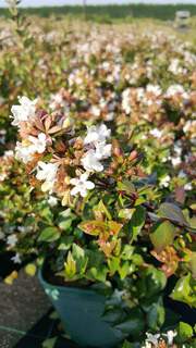 Abelia Little Richard (2)