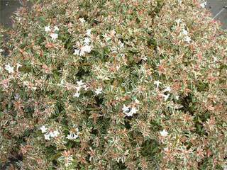 Abélia nain - ABELIA grandiflora 'Confetti®' - Arbuste