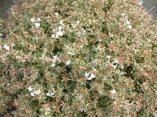 Abélia nain - ABELIA grandiflora 'Steredenn' - Arbuste