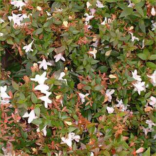 abelia-prostata