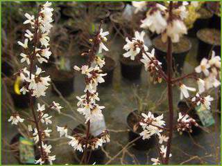 abeliophyllum distichum 003