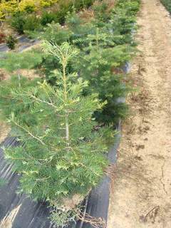 Sapin du Colorado - ABIES concolor - Conifère