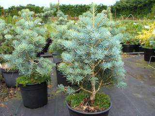 Sapin du Colorado compact - ABIES concolor 'Compacta' - Conifère nain