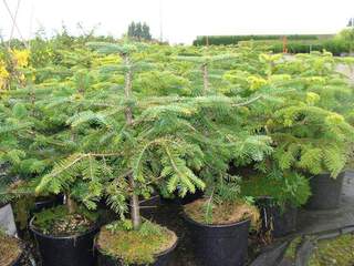 Sapin du Caucase - ABIES nordmanniana - Conifère