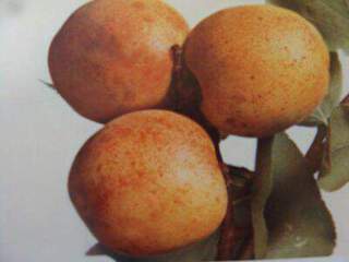 Prunus armeniaca - ABRICOTIER 'Bergeron' - Arbre fruitier