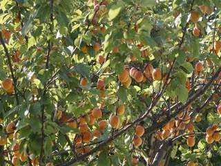 Prunus armeniaca - ABRICOTIER 'Luizet' - Arbre fruitier