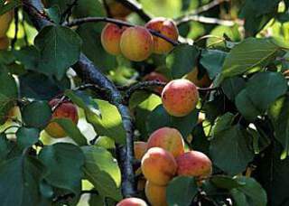 Prunus armeniaca - ABRICOTIER 'Rouge du Roussillon' - Arbre fruitier