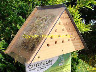 ABRIS CHRYSOPE