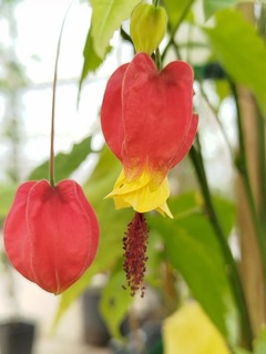 ABUTILON Megapotamicum