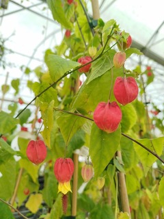 Lanterne chinoise - ABUTILON megapotamicum - Arbuste