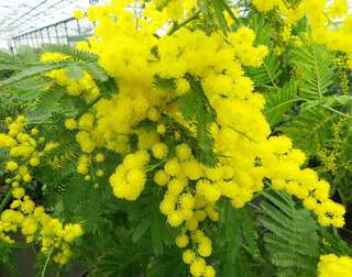 Mimosa d'hiver - ACACIA dealbata - Arbuste