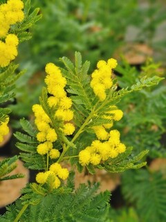 Mimosa d'hiver - ACACIA dealbata - Arbuste