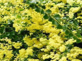 Mimosa à feuilles triangulaires - ACACIA pravissima - Arbuste