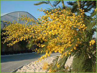 ACACIA Dealbata