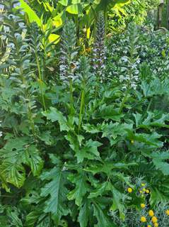 Acanthe - ACANTHUS mollis - Vivace