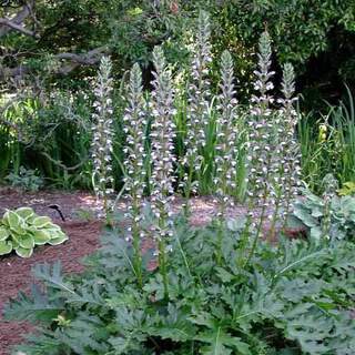 ACANTHUS mollis ext