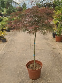 Acer palmatum dissectum Garnet-redimensionne-taille-600x801