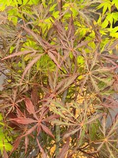Acer palmatum Orangeola-redimensionne-taille-600x800