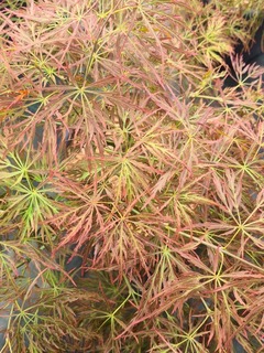 Erable du Japon-Erable palmé - ACER palmatum dissectum ‘Rubrifolium’ - Petit arbre
