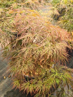 Acer palmatum Rubrifolium-redimensionne-taille-600x801